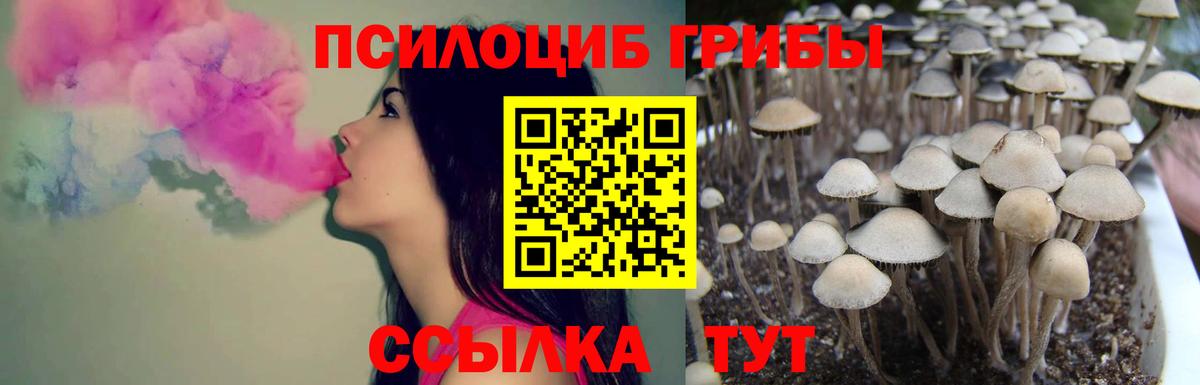 Галлюциногенные грибы Psilocybe Серпухов